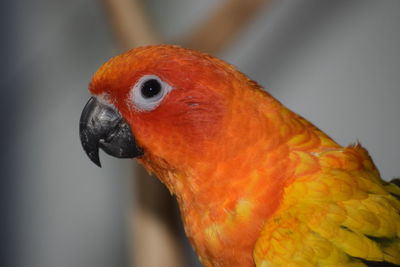 Close-up of a parrot