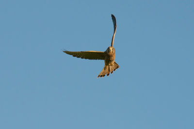 Low angle view of eagle flying against clear blue sky