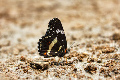 Close-up of butterfly on land