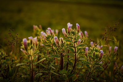 Close-up of purple flowering plants on field