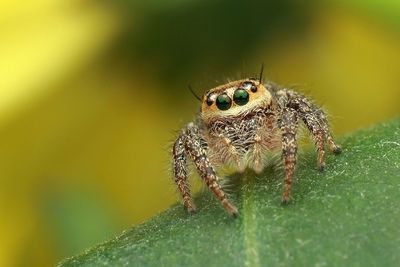 Close-up of spider