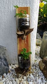 Close-up of potted plant against wall