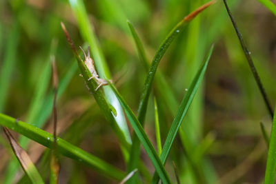 Close-up of wet grass on field