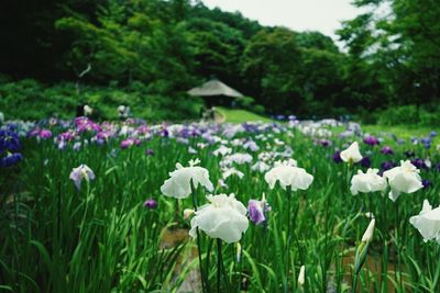 Close-up of flowers blooming in field