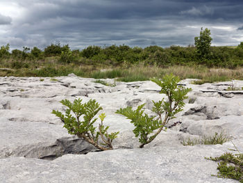 Trees against cloudy sky