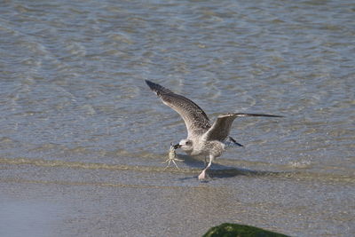 Bird hunting insect at beach