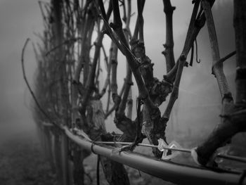 Close-up of bicycle on bare tree