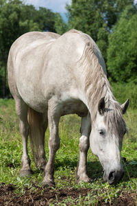 Horse standing in a field