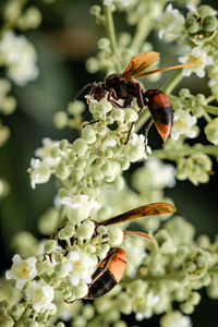 Close-up of bee pollinating on flower
