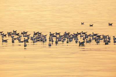 High angle view of birds flying in water