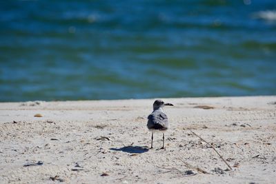 Close-up of bird on beach