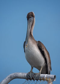 Close-up of bird perching against clear blue sky