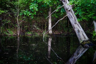Trees by lake in forest