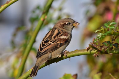 Close-up of bird perching on branch