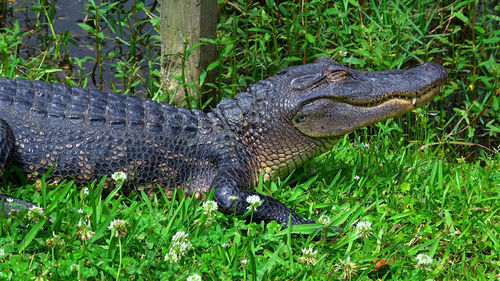 High angle view of crocodile in the field