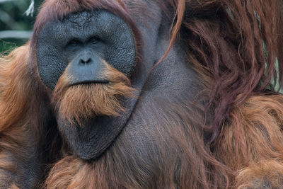 The bornean orangutan or pongo pygmaeus is a species of orangutan native to the island of borneo.