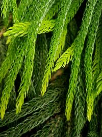 Close-up of fern leaves