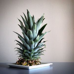 Close-up of pineapple in plate on table