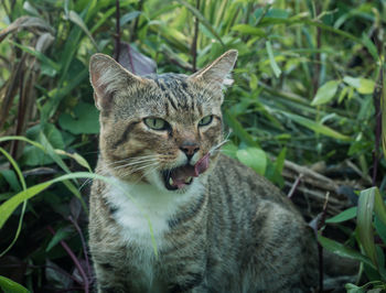 Close-up of a cat looking away