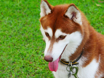 Close-up portrait of dog