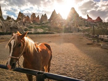 Cappadocia - the valley of wild horses. amazing morning. 