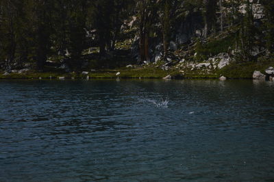 Scenic view of lake in forest against sky