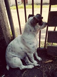 View of a dog looking away