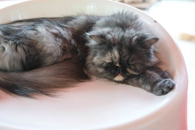 Close-up of a cat sleeping
