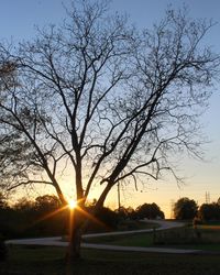Sun shining through trees on landscape