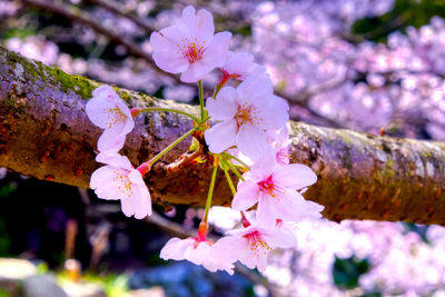 Close-up of pink cherry blossom