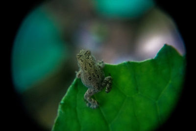 Close-up of insect on leaf