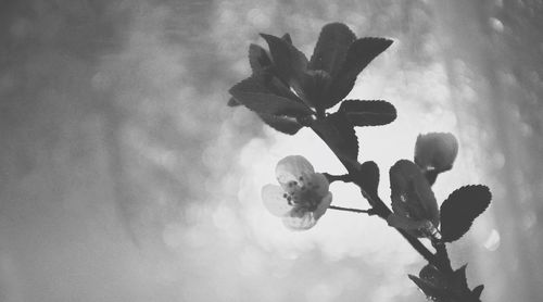 Close-up of plant against sky