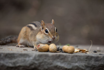 Close-up of squirrel eating food