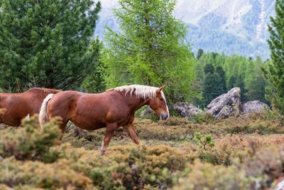 Side view of horses on mountain