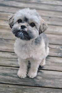 Havanese dog relaxing on boardwalk