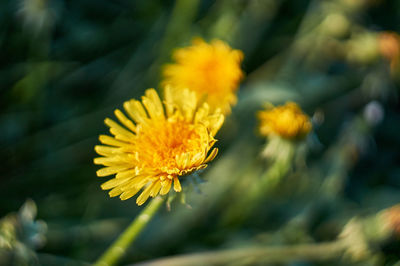 Close-up of yellow flower