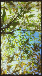 Low angle view of leaves