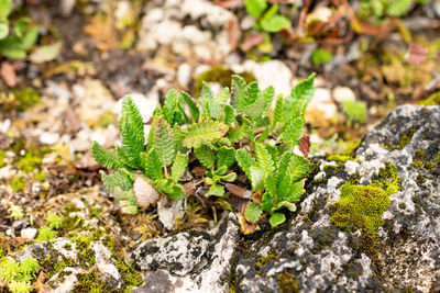 plant