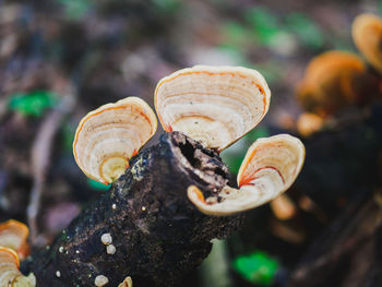 Close-up of mushroom growing on tree