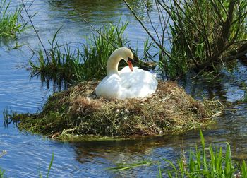 Swan swimming in lake