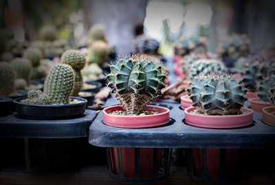 Close-up of succulent plants in yard