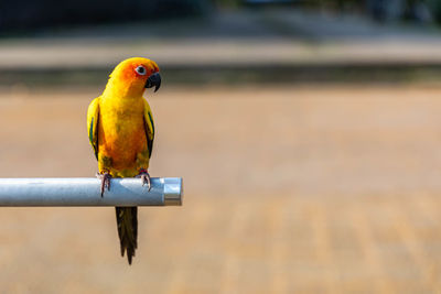 Close-up of parrot perching on wood