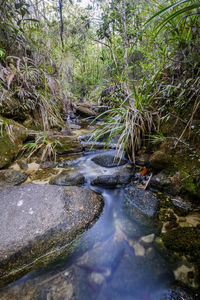 River flowing through forest