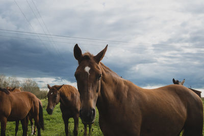 Horses standing on field against cloudy sky