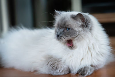 Close-up of yawning white cat at home
