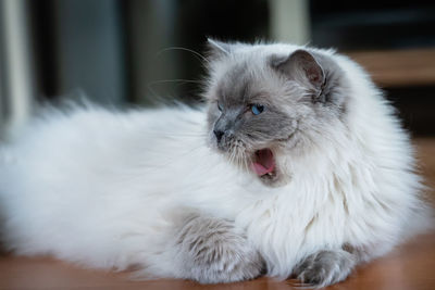 Close-up of white cat at home