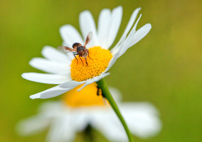 Close-up of bee on yellow flower