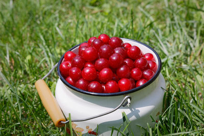 Harvesting prunus cerasus sour cherrys in garden, top view