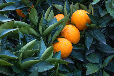 Close-up of orange fruits