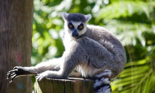 Portrait of monkey sitting on tree